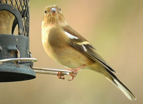 Vink — Bild 5