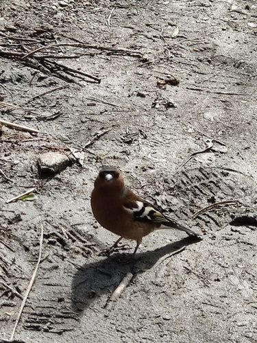 Vink — Bild 4