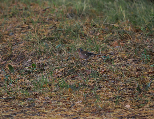 Vink — Bild 3