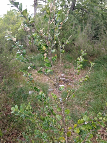 Buxus — Bild 3