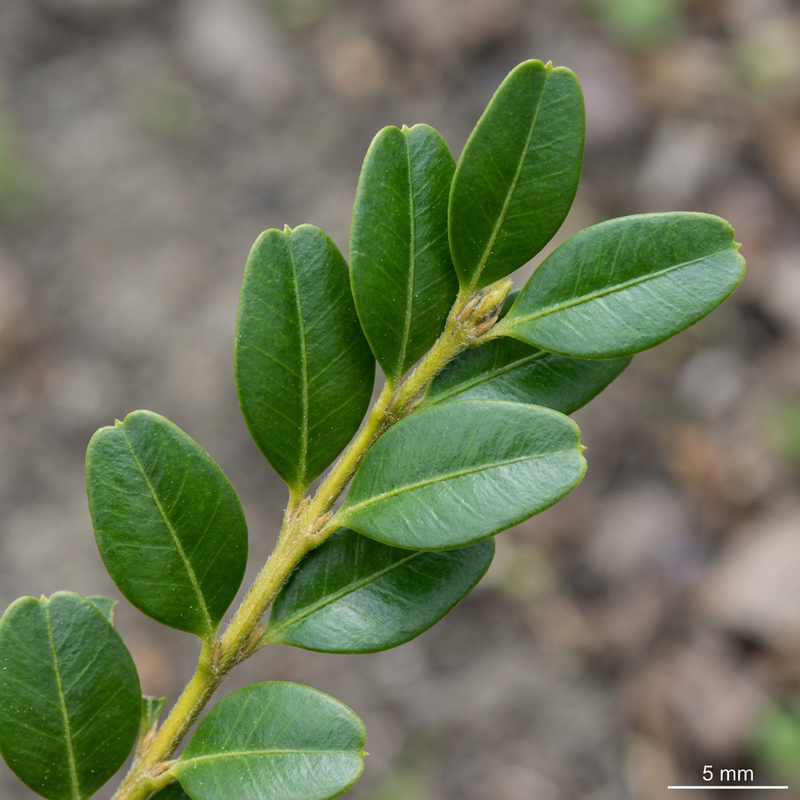 Buxus