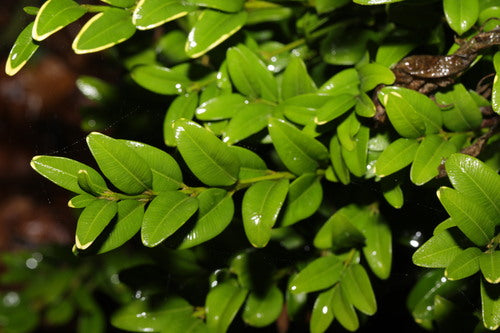 Buxus — Bild 4
