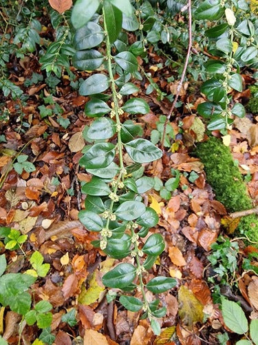 Buxus — Bild 2