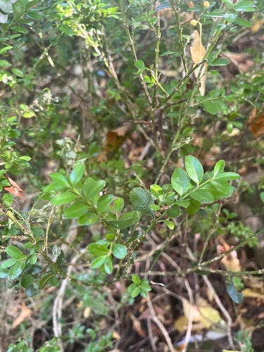 Buxus — Bild 5