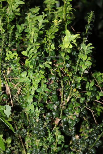 Buxus — Bild 5