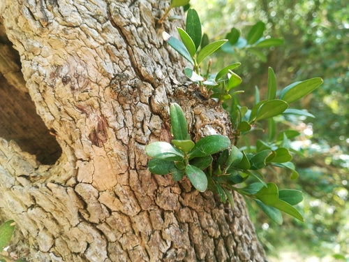 Buxus — Bild 2