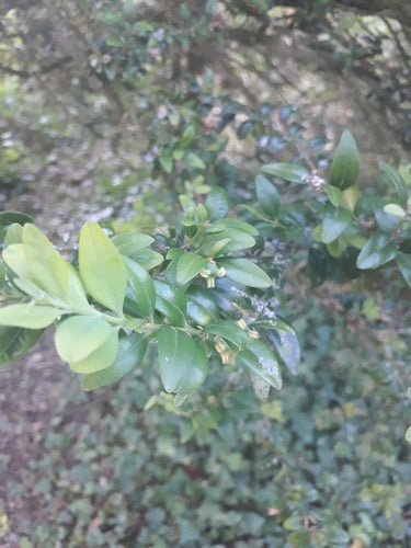 Buxus — Bild 4
