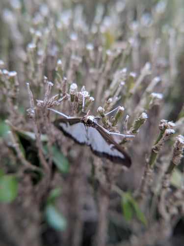 Buchsbaumzünsler - Bild 4