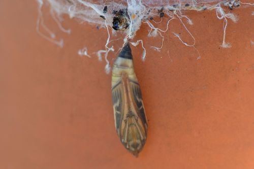 Buchsbaumzünsler - Bild 1