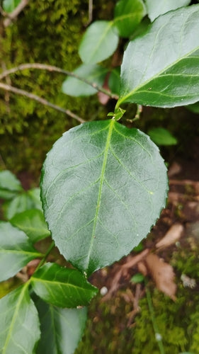 Bontbladige kruipende spindel — foto 3 van 10
