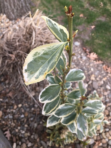 Bontbladige kruipende spindel — foto 5 van 10