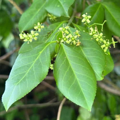 Bontbladige kruipende spindel — foto 4 van 10