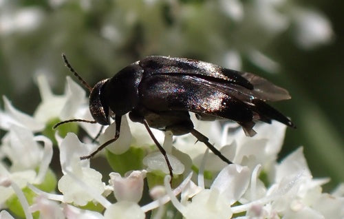 Kleurrijke stekelige kever — Bild 5
