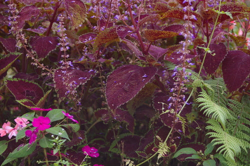 Coleus — Bild 2