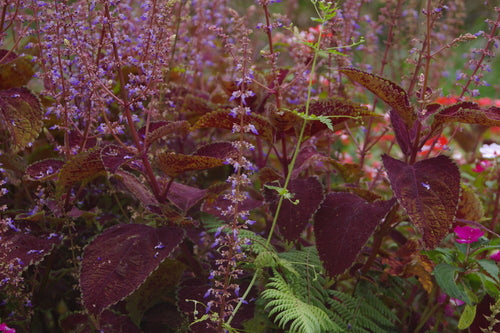 Coleus — Bild 1
