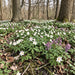 Buschwindröschen (Anemone nemorosa) in Blüte im naturnahen Garten (KI-generiert)