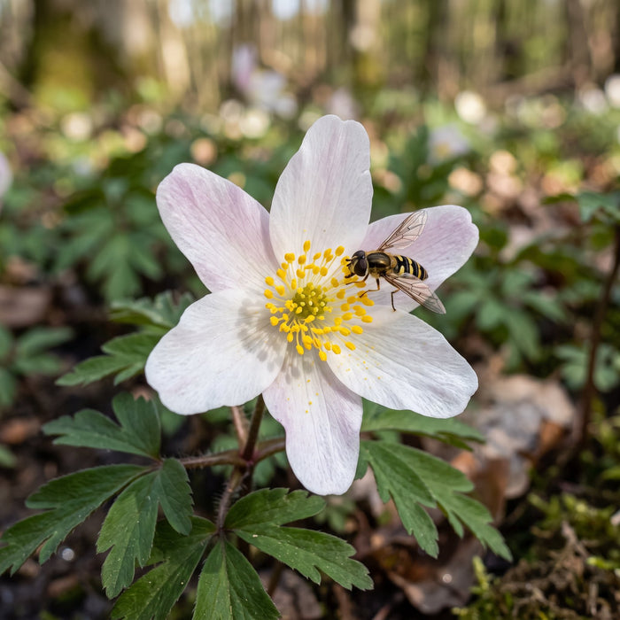 Blüte von Buschwindröschen (Anemone nemorosa) in Nahaufnahme (KI-generiert)