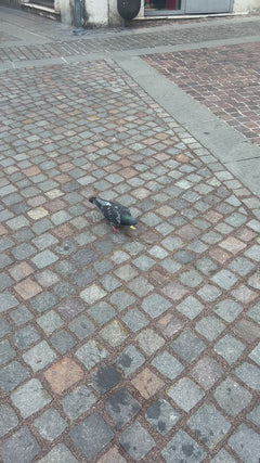 straat duif