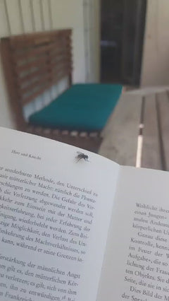 Grote huisvlieg – Frankfurt am Main