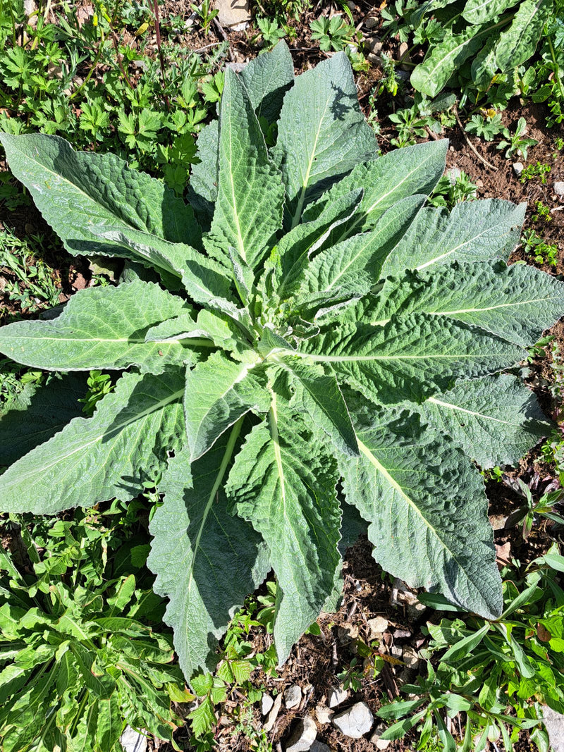 Te zien is de grote, viltachtige bladrozet van een jonge koningskaars van bovenaf. De plant groeit op schralen grond tussen stenen.