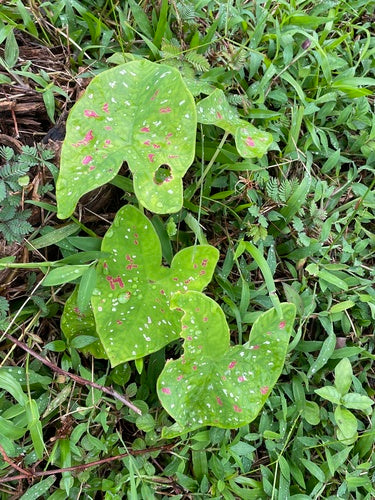 Caladium — Bild 3