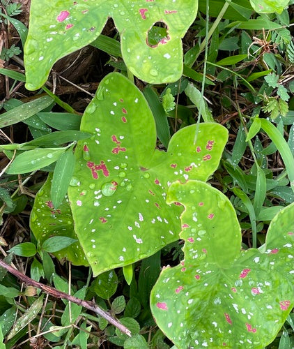 Caladium — Bild 4