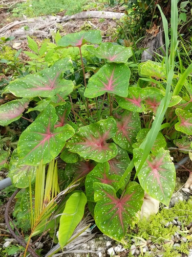 Caladium — Bild 2