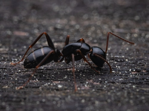 Camponotus fallax — foto 5 van 8