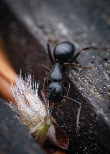 Camponotus fallax — foto 4 van 8