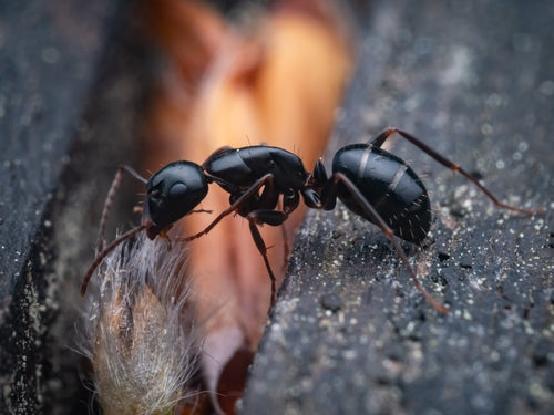 Camponotus fallax — foto 3 van 8
