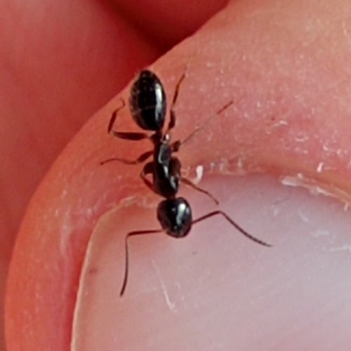 Camponotus fallax — Bild 1