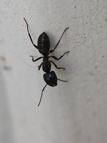 Camponotus fallax — foto 2 van 8