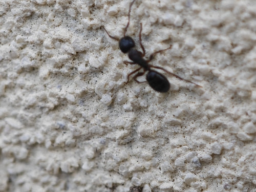 Camponotus fallax — foto 1 van 8