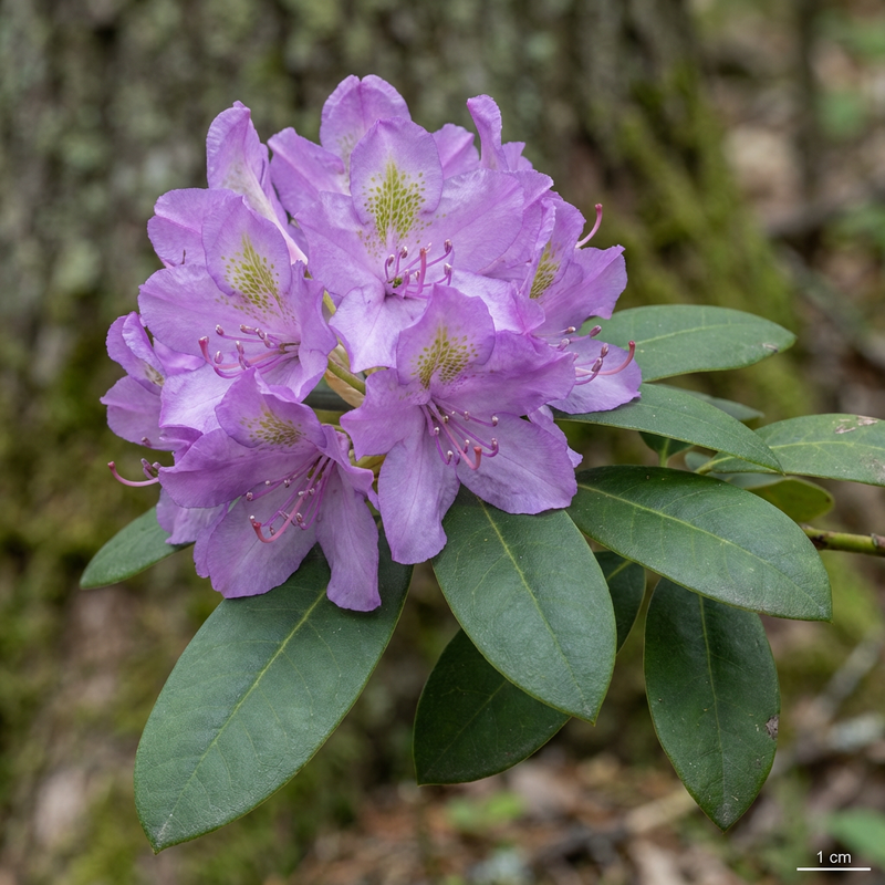 Catawba-rododendron