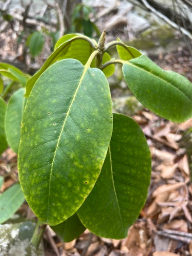 Catawba-rododendron — Bild 3