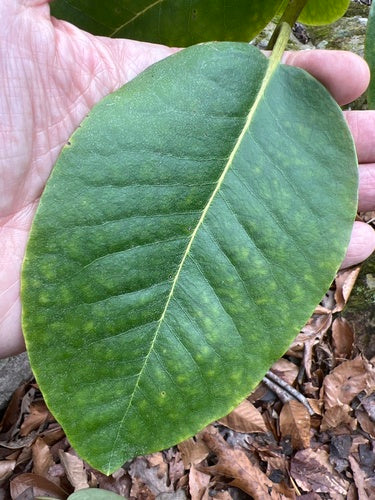 Catawba-rododendron — Bild 2
