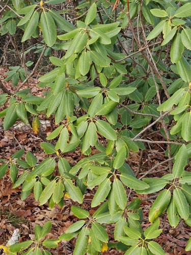 Catawba-rododendron — Bild 4
