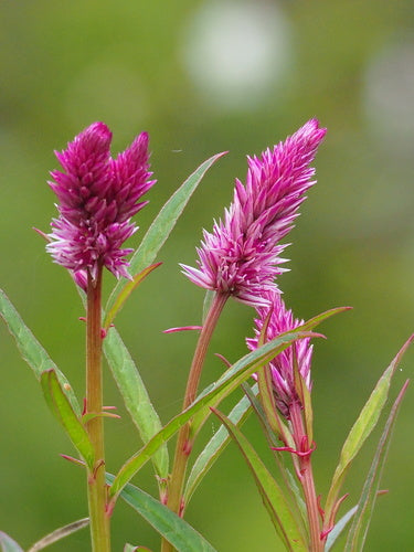 Celosia — Bild 1