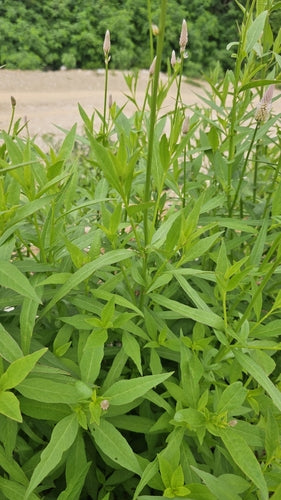 Celosia — Bild 4