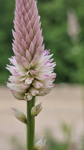Celosia — Bild 3