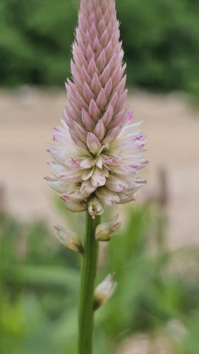 Celosia — Bild 2