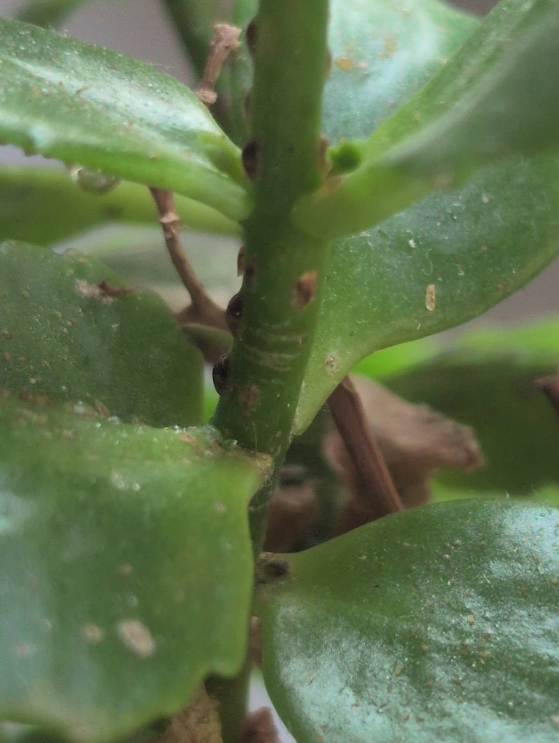 Verschillende bruine dopluizen zitten dicht op elkaar op de groene stengel van een plant. De bolvormige insecten zijn goed zichtbaar.