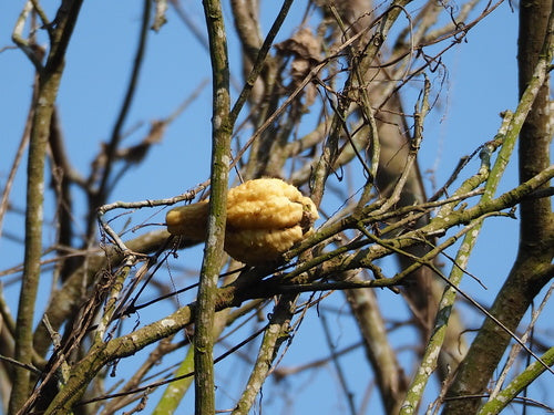 Chayote — foto 3 van 8