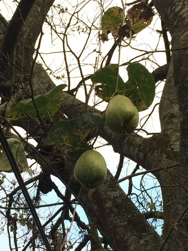 Chayote — foto 1 van 8