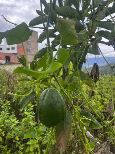 Chayote — foto 2 van 8