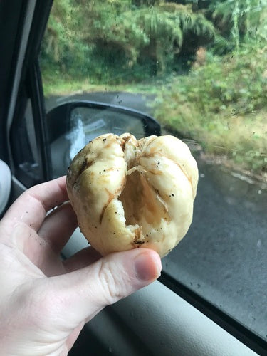 Chayote — foto 5 van 8