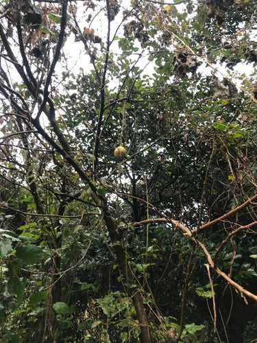 Chayote — foto 4 van 8