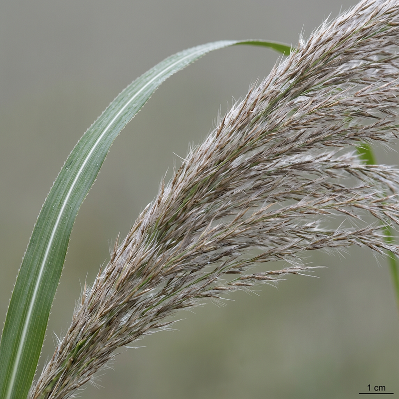 Miscanthus