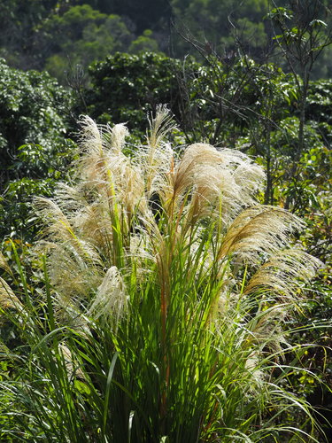 Miscanthus — Bild 5