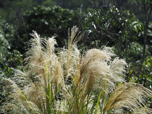 Miscanthus — Bild 4
